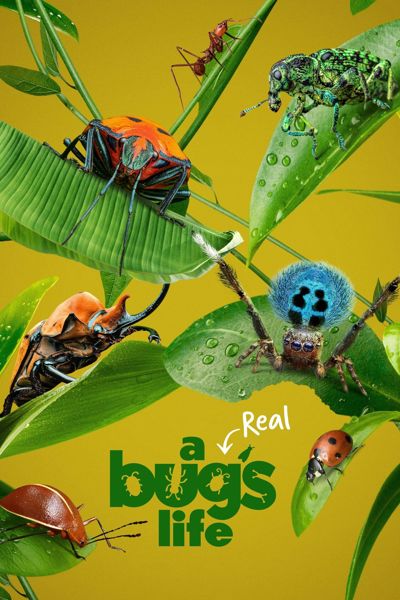 A Real Bug's Life poster